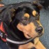 web 900 x 600 Working Dogs 03.jpg